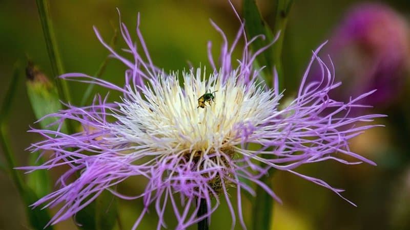 Basket Flower is another easy-to-grow-and-maintain plant that can help in attracting bees to a garden