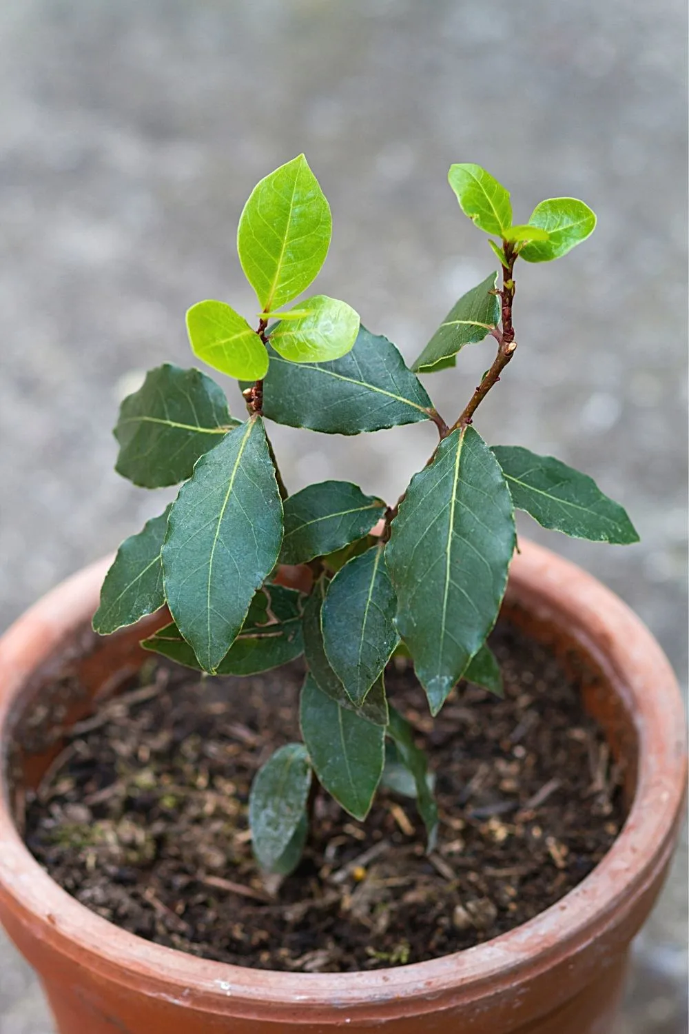 If you're looking to grow a plant into a large tree or shrub in your southeast facing garden, Bay Laurel is one choice you shouldn't miss