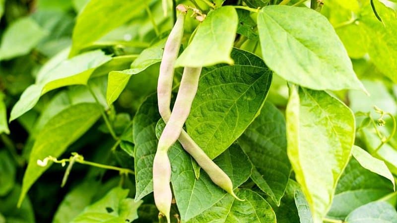 The best time to plant Beans (Phaseolus vulgaris) in your vegetable garden is when the soil has warmed up a little after the last frost