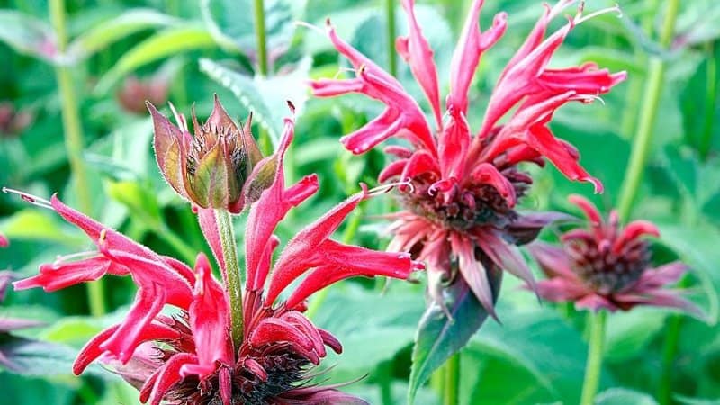 Bee Balm is another beautiful flowering plant that's capable of attracting pollinators like bees to it