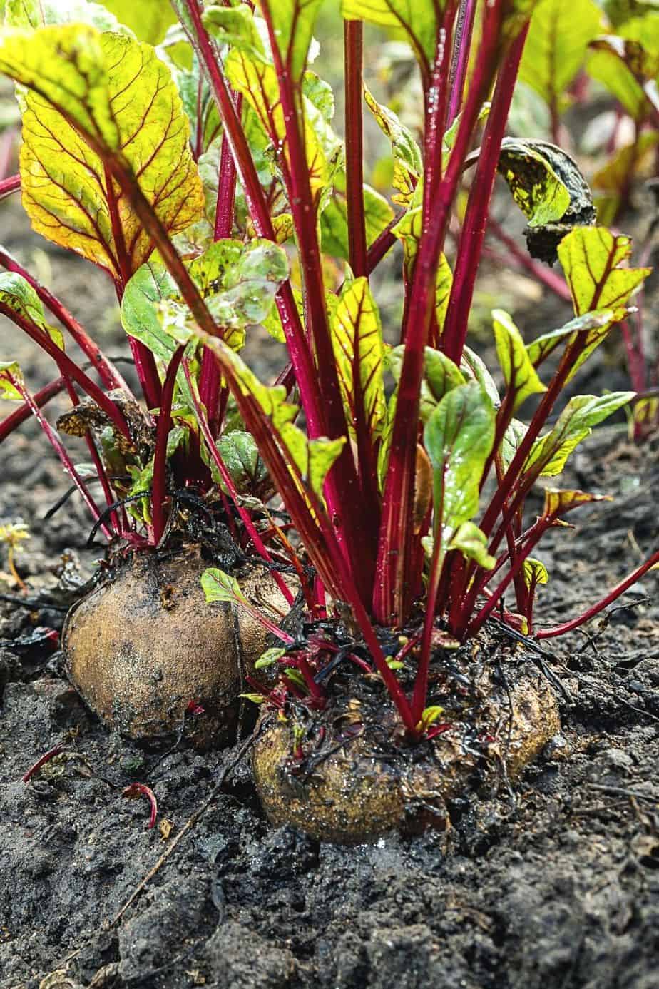 甜菜根是另一种健康的添加物，你可以在你的花园床上种植