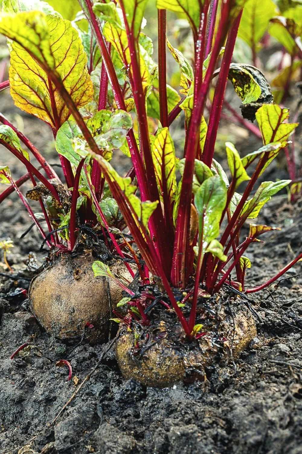 Beetroot is another healthy addition that you can grow on your raised garden beds
