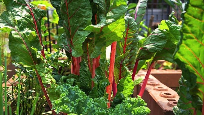 甜菜是一种根部作物，你应该在春天的时候在花园里种植