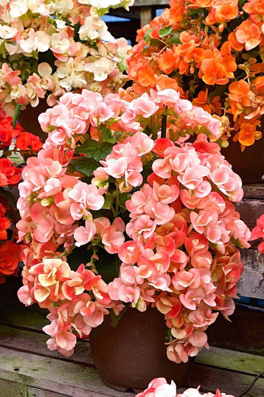 Begonias' colorful blooms add another splash of color on your southwest facing garden