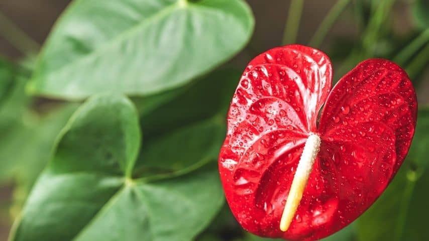 Being a tropical flower, Anthuriums thrive in warm and moist environments