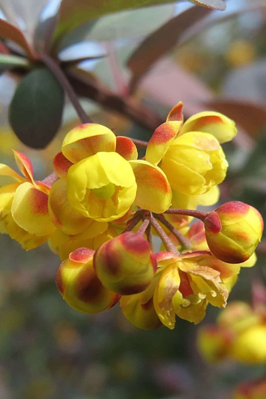 Berberis, aka Barberry, is another stunning plant you can grow on an east-facing balcony