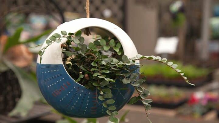 The 10 Best Succulent Hanging Planters — Eyes Here!