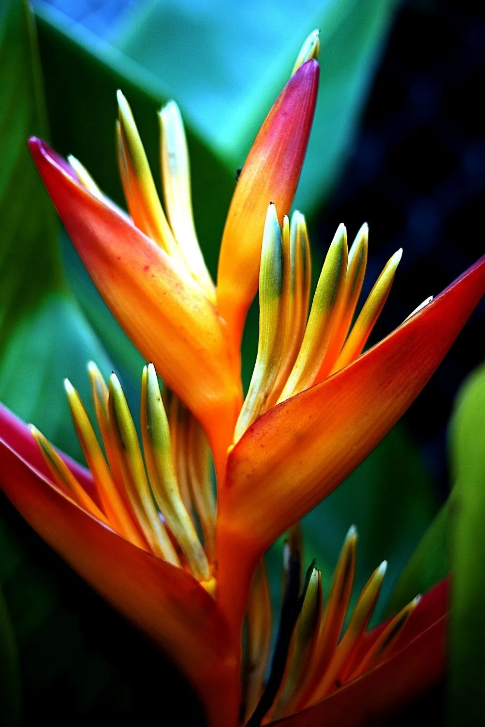 Bird of Paradise, with its beautiful blooms, is another great plant to grow near your southwest-facing window