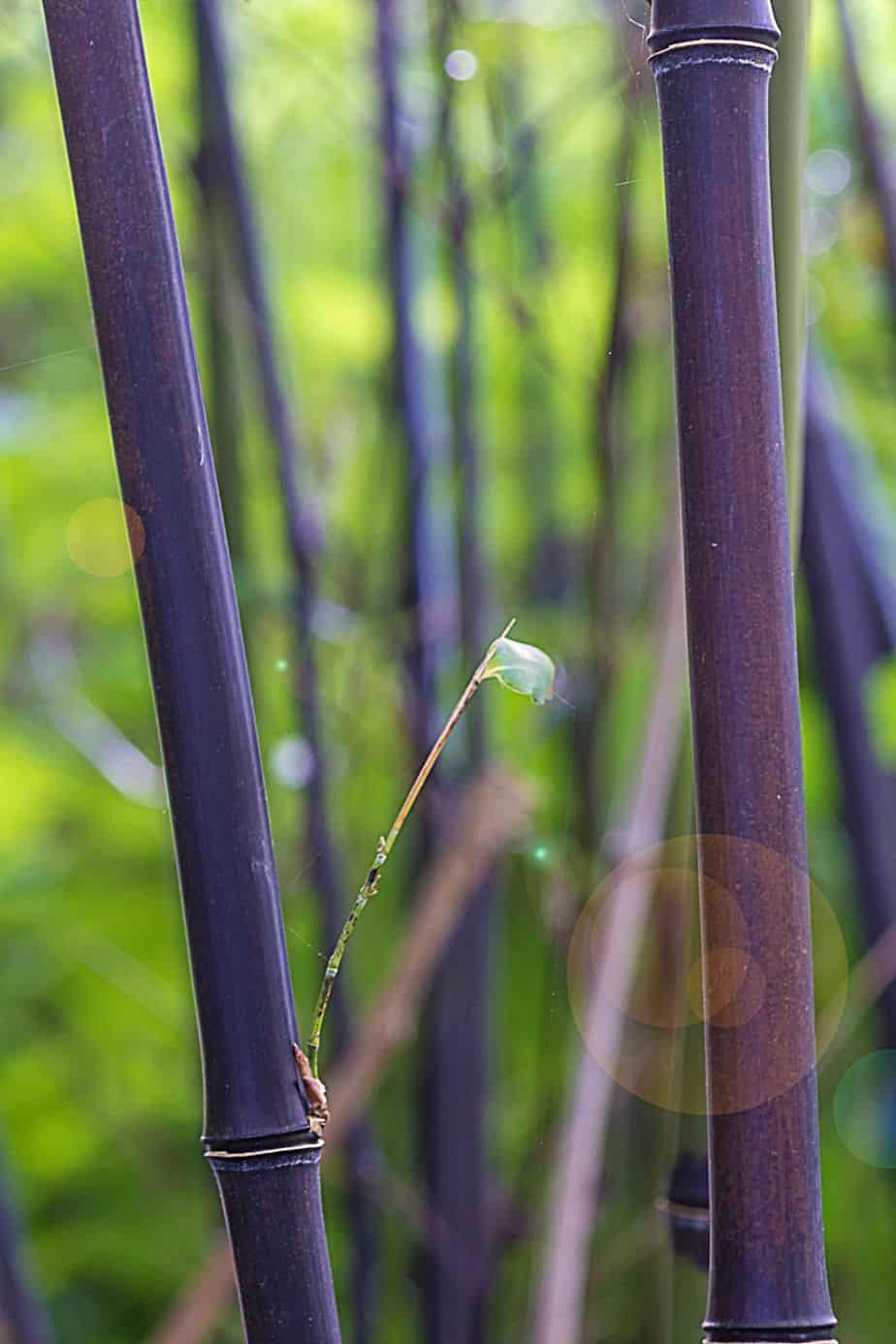 Black Bamboo, with its 25-meter long canes, is a perfect accessory plant to provide shade to your partial-shade requiring plants in your southeast facing garden