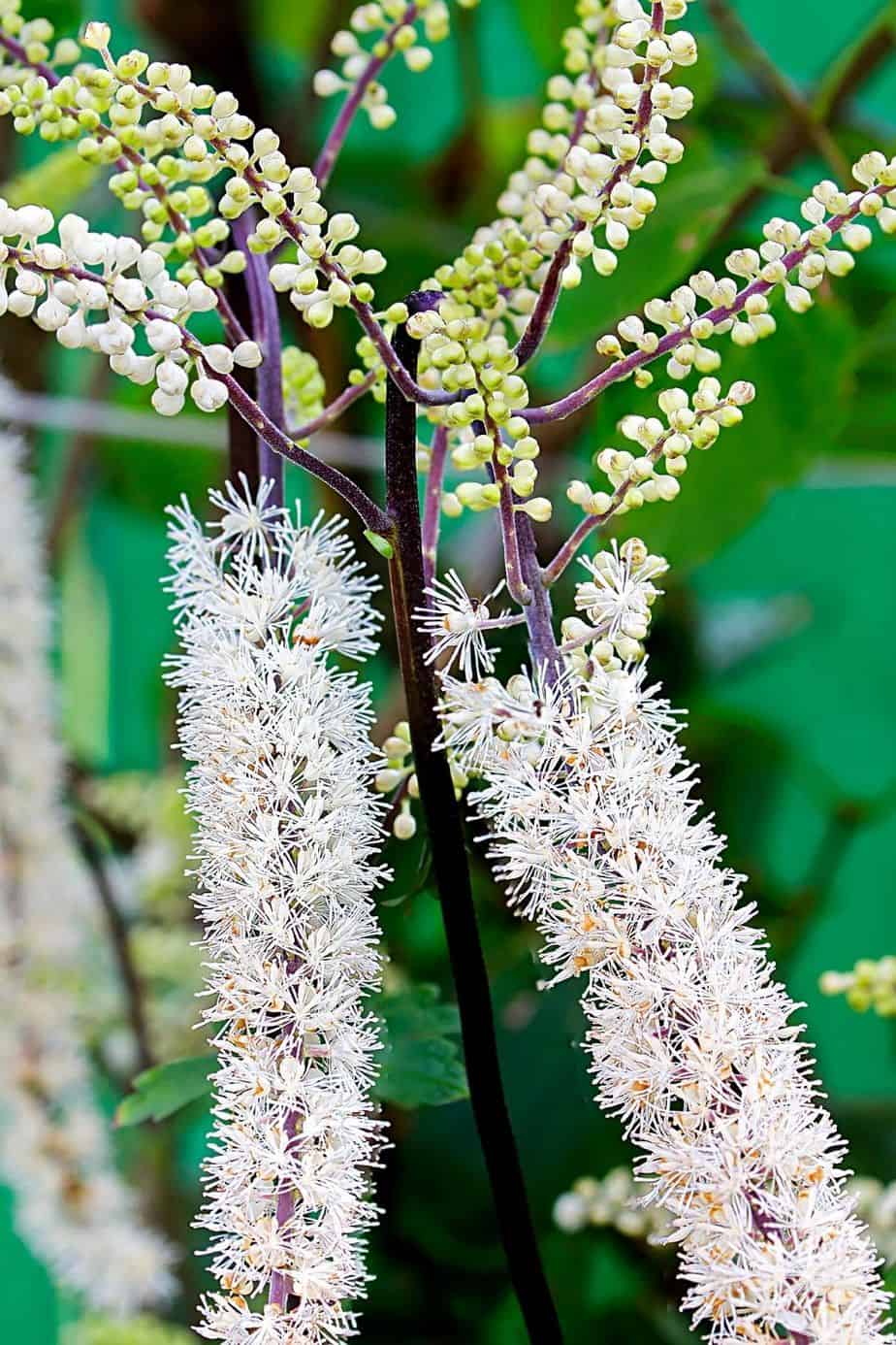 The Black Bugbane's dark-colored makes it stand out in a northeast-facing garden