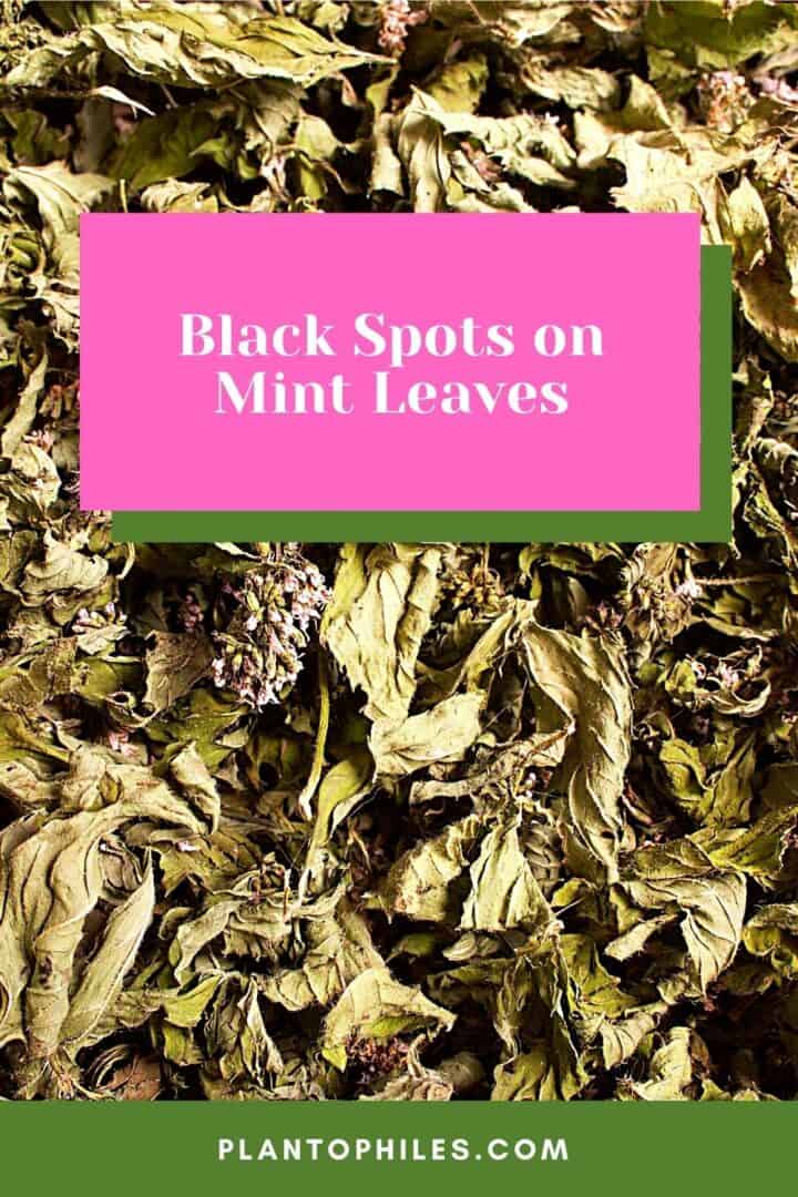 5-reasons-for-black-spots-on-mint-leaves-a-shocking-truth