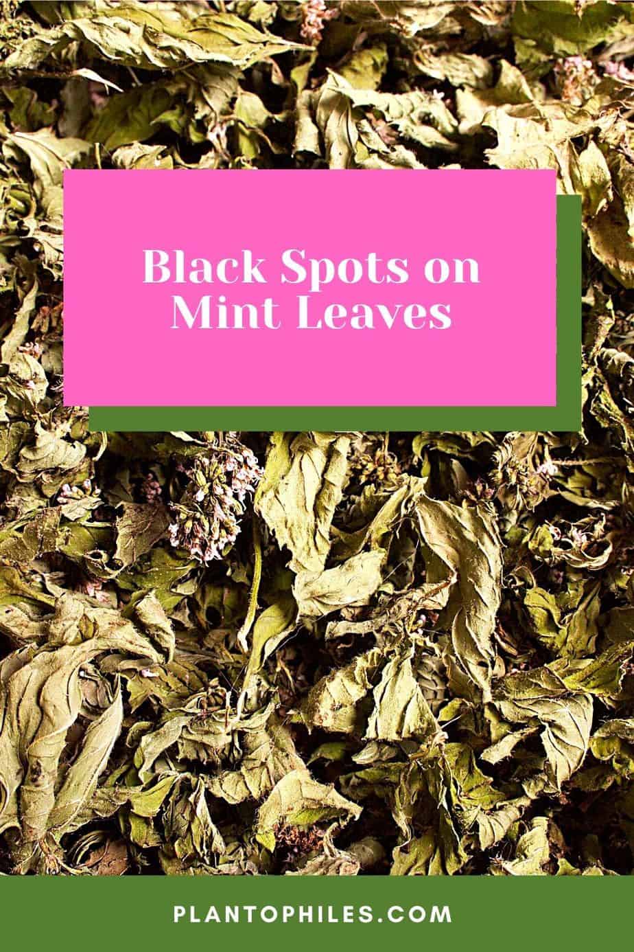 Black Spots on Mint Leaves