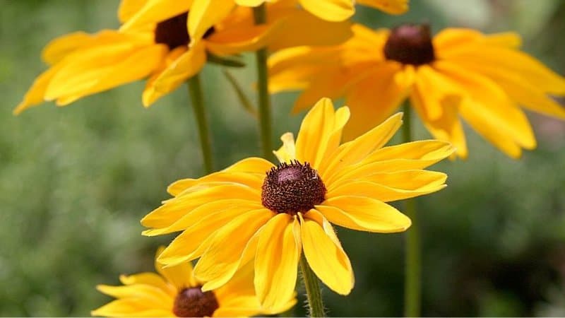 Black-eyed Susan is by far the favorite plant that bees visit in a garden