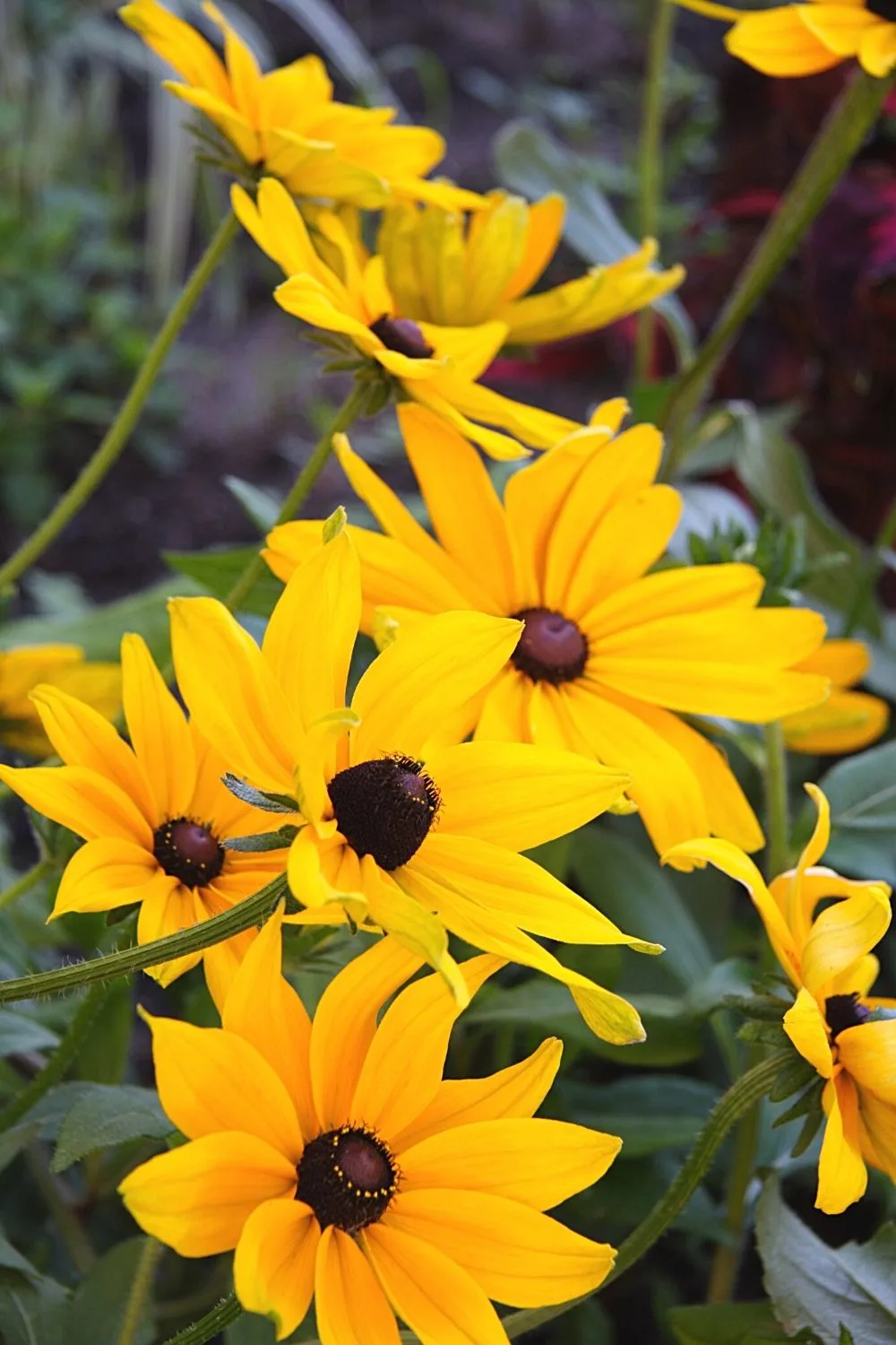 Black-eyed Susan, known for its stunning yellow flowers, can be grown in pots on an east-facing balcony