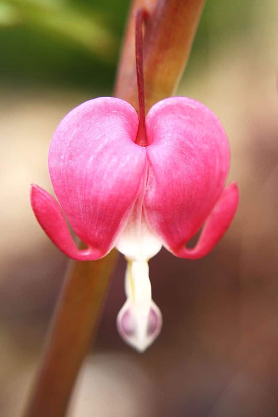 Bleeding Heart, known for its heart-shaped and pillow-like flowers, can be grown on your east-facing balcony 