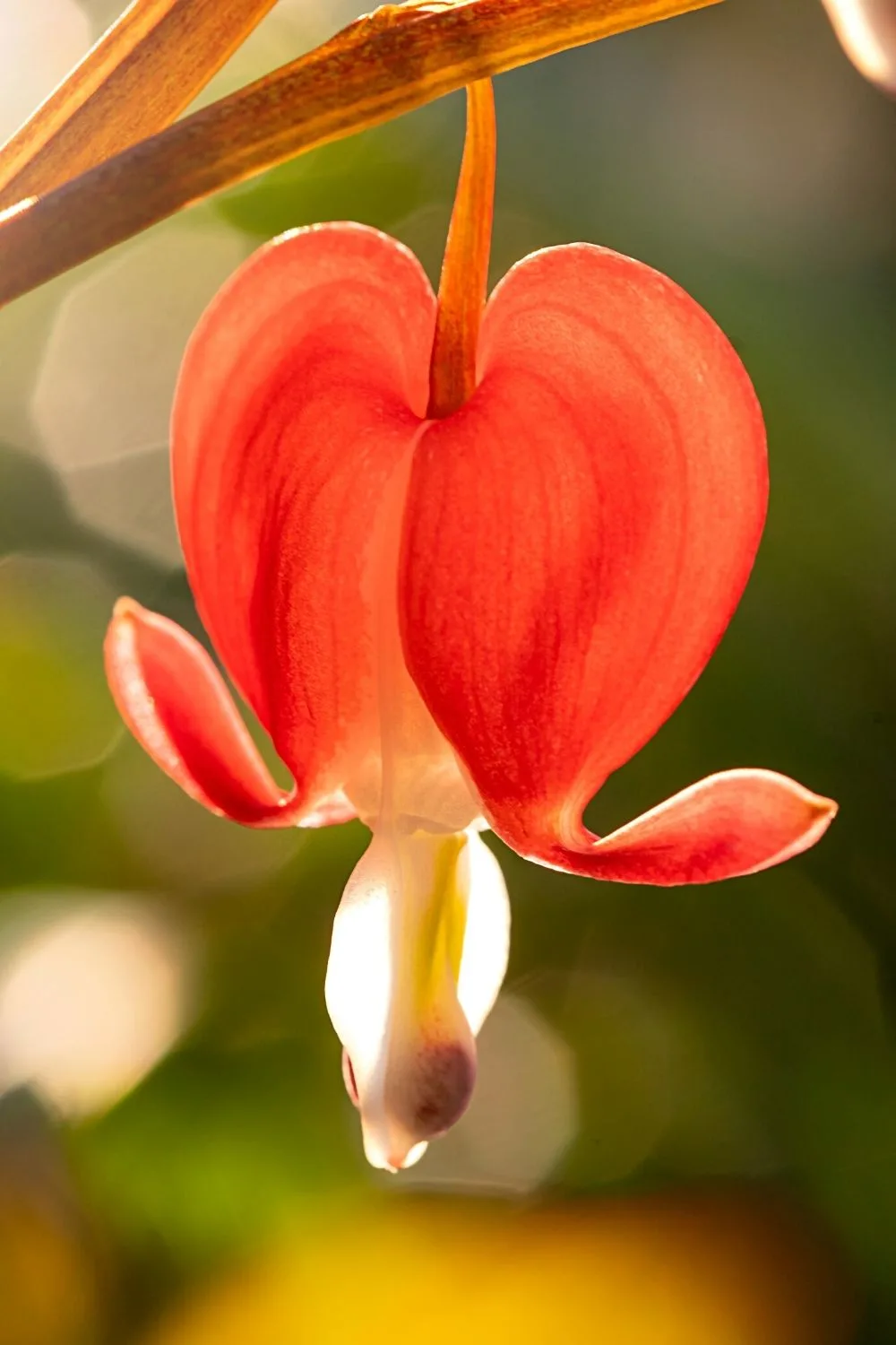 Bleeding Heart is a beautiful plant to place in your north-facing balcony