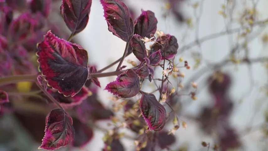 Bloodleaf Plant can add a pop of color to your terrariums due to its colorful foliage