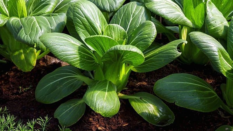 白菜是另一种可以在春天种植的多功能植物