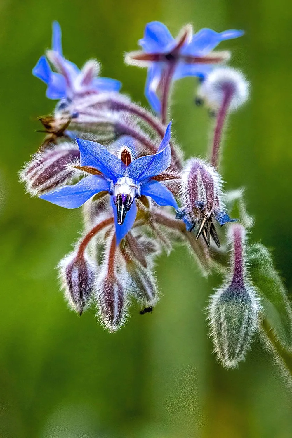 Borage has unique flowers and stems in that they have hair-like projections on them, a perfect fit to your southeast facing garden