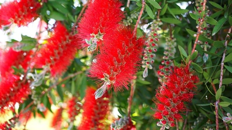 The cylindrical and brush-like blooms of the Bottlebrush effectively attract bees to it