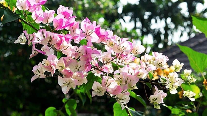 Bougainvillea, whether as a vine or a bush, can spruce up your fence line