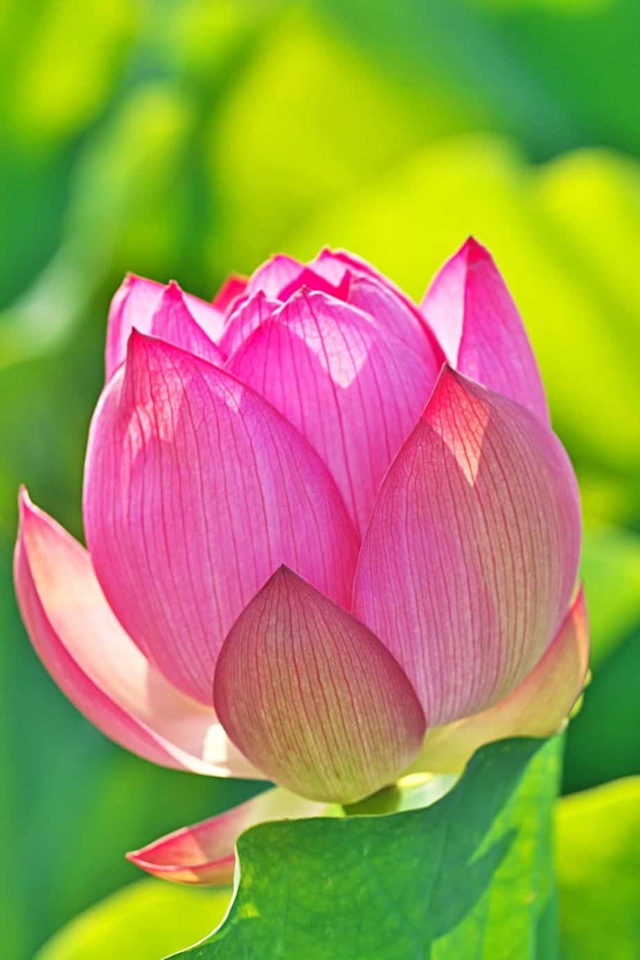 Bowl lotus is the name of the smallest growing lotuses that you can plant on your east-facing balcony