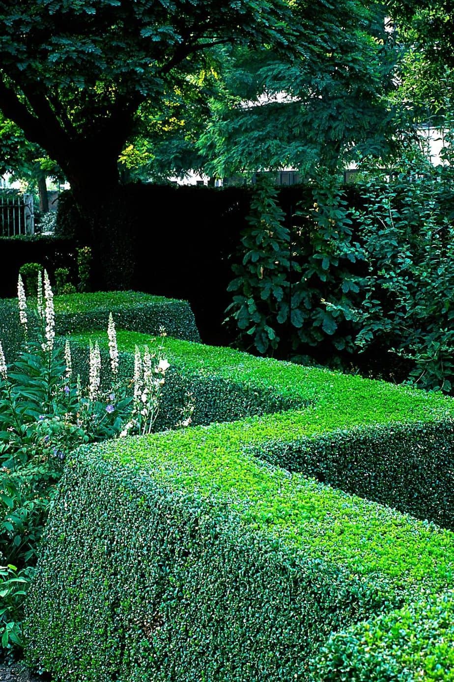 Boxwood is known for its dark, green leaves that are great for growing for privacy