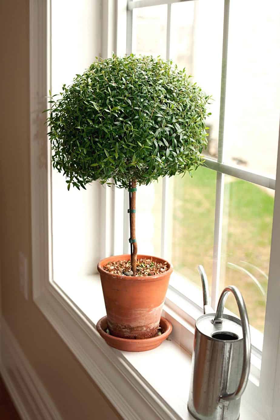 Boxwoods is a small bushy plant you can grow in a pot on a west-facing balcony