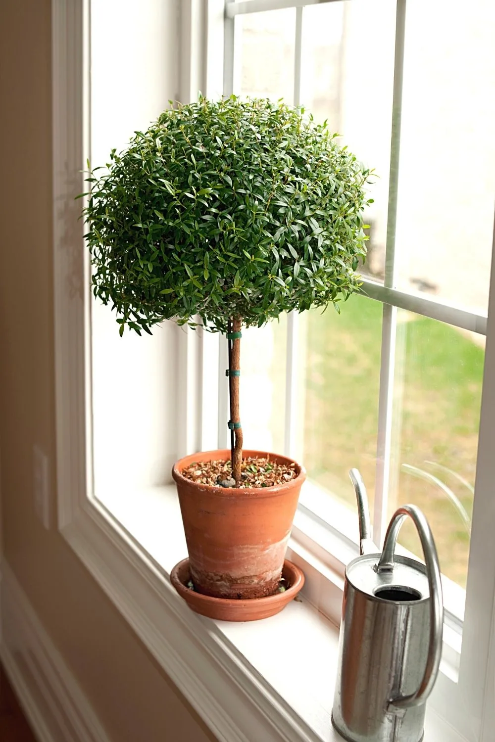Boxwoods is a small bushy plant you can grow in a pot on a west-facing balcony