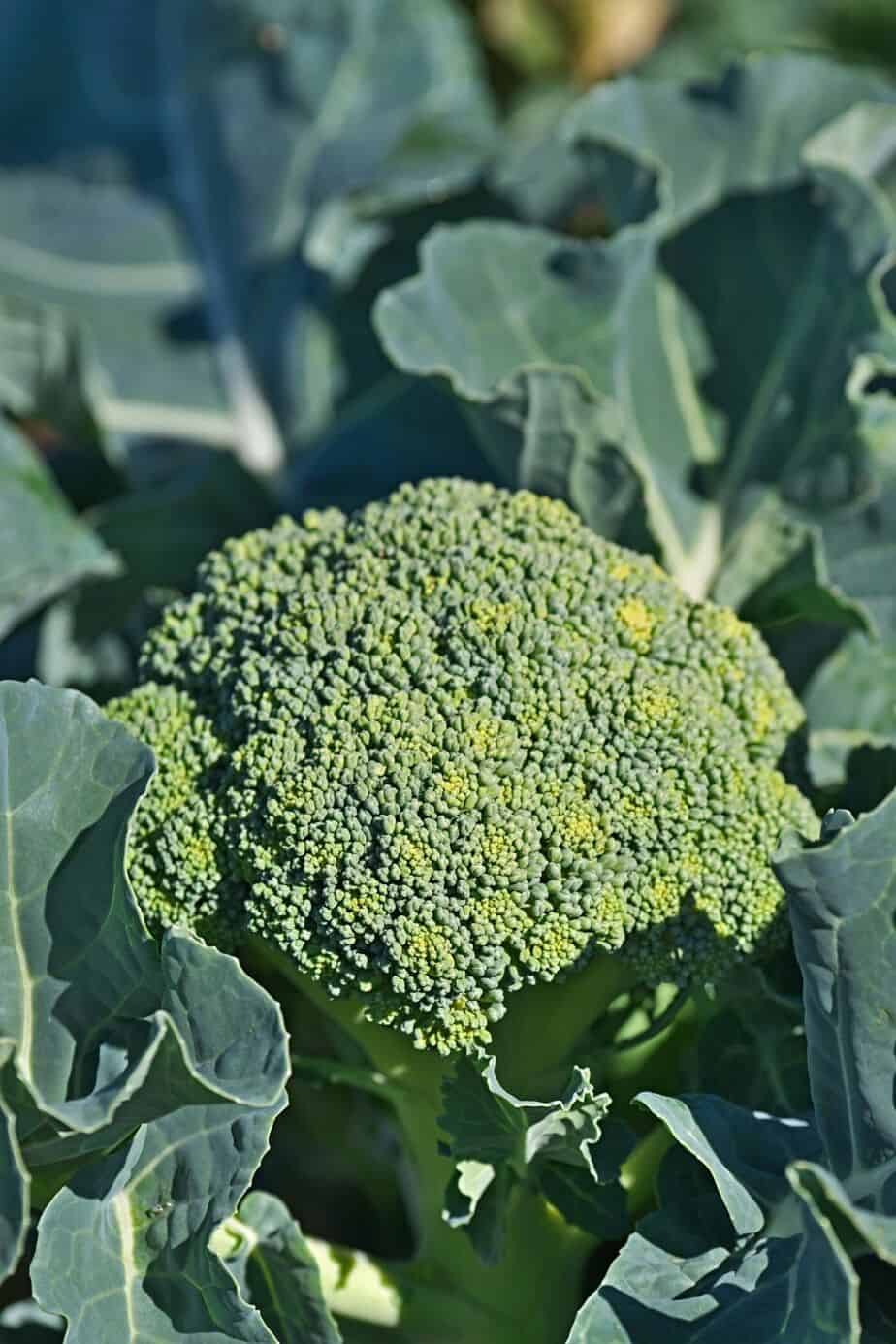 Broccoli, unlike the other vegetables you can grow in raised beds, can tolerate cold weather