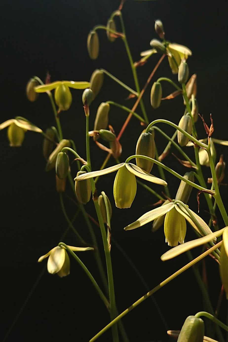 If you're looking for a vanilla-like smelling plant, then the Bulb Albuca Namaquensis is a great plant to grow by your southeast-facing window