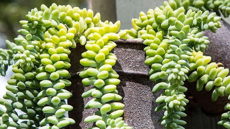 The Burro's Tail is a long-time favorite succulent of those who grow plants in succulent hanging planters