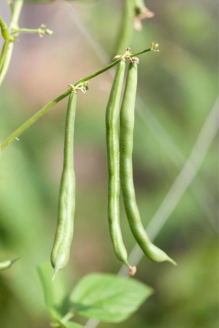 你需要额外的努力来种植灌木豆，因为你必须在一年中每个月播种，直到第一次霜冻