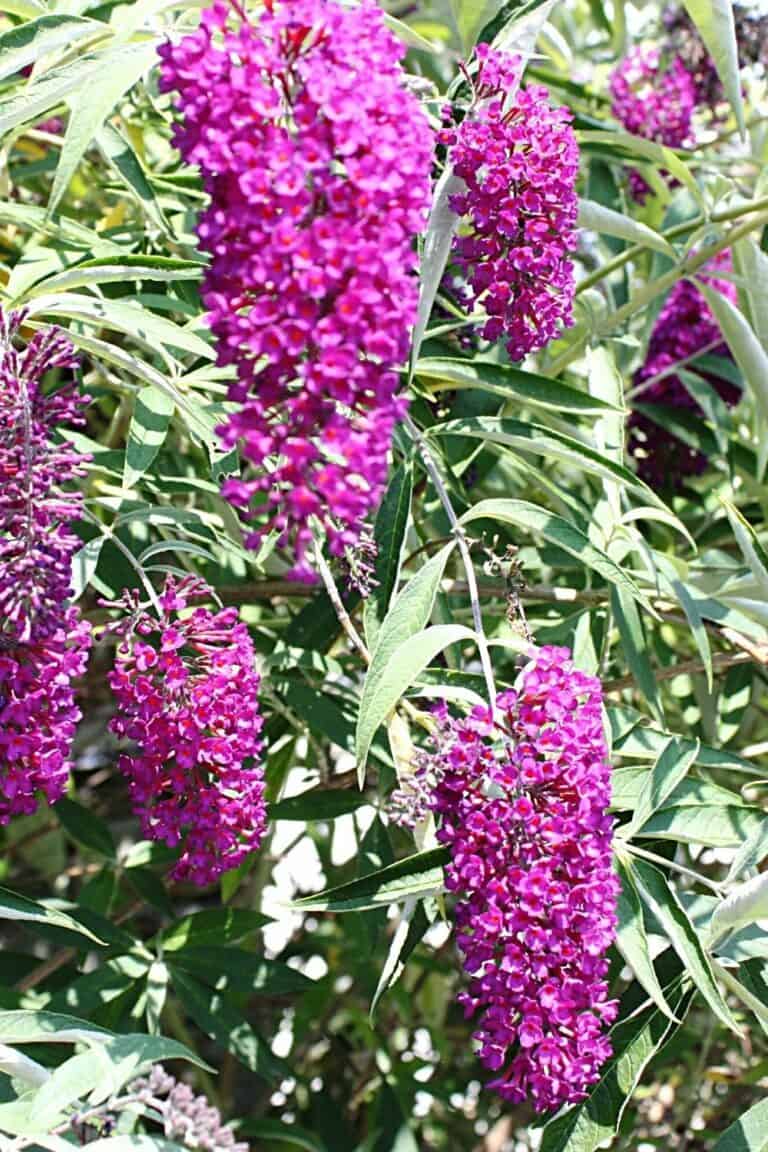 30 Best Plants For Privacy Top Picks 2023   Butterfly Bush 1 768x1152 