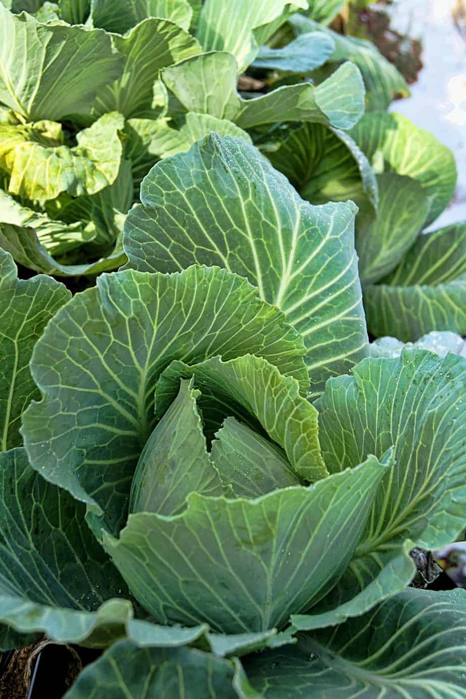 Despite being a challenging plant to grow, you can plant Cabbage in your northeast-facing garden