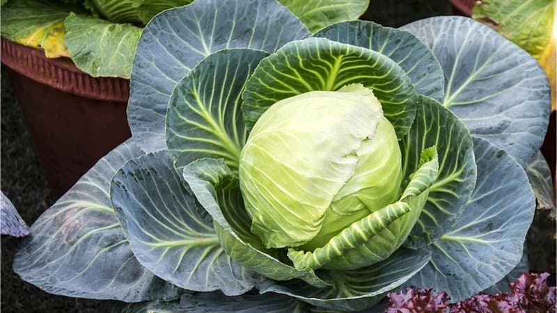 Cabbage is one of the plants that you can easily grow and maintain in a hydroponics system