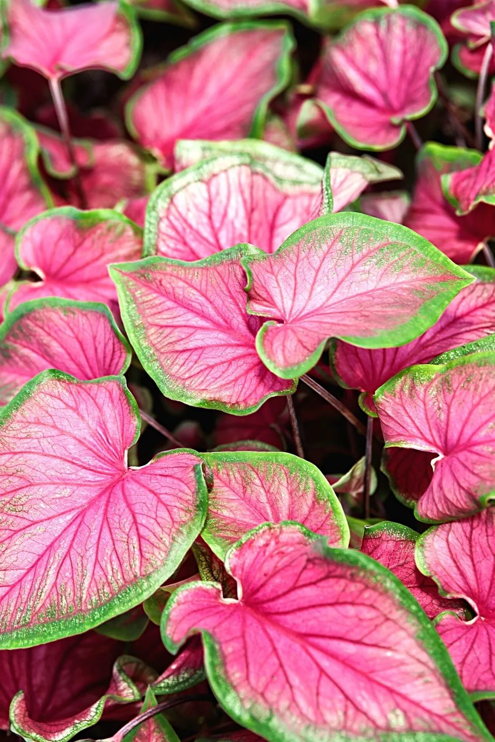 The Elephant Ears Caladium is another colorful plant you can grow on the east-facing side of the house