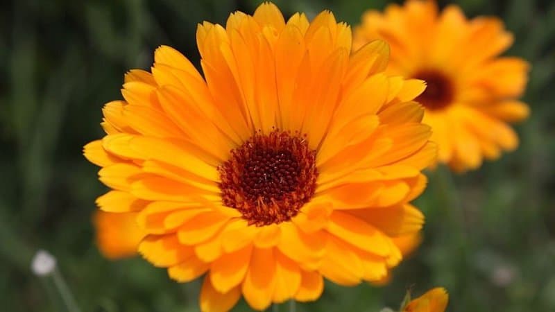 Calendula, hailing from the Daisy family of plants, is another major source of nectar for the bees