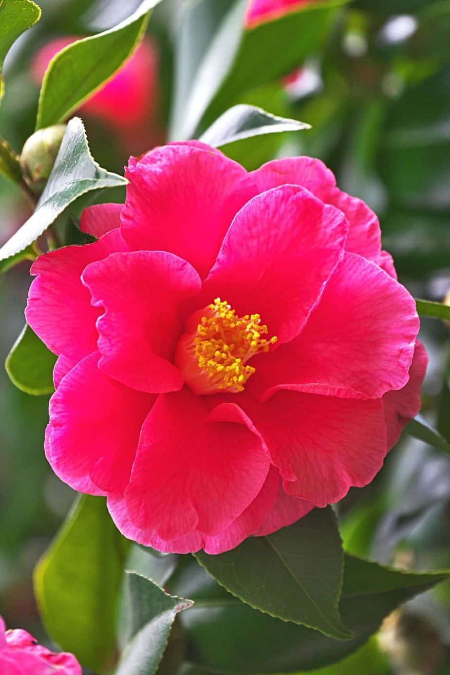 Camellia japonica loves growing in partial or full shade, which is what you can find in northwest-facing gardens