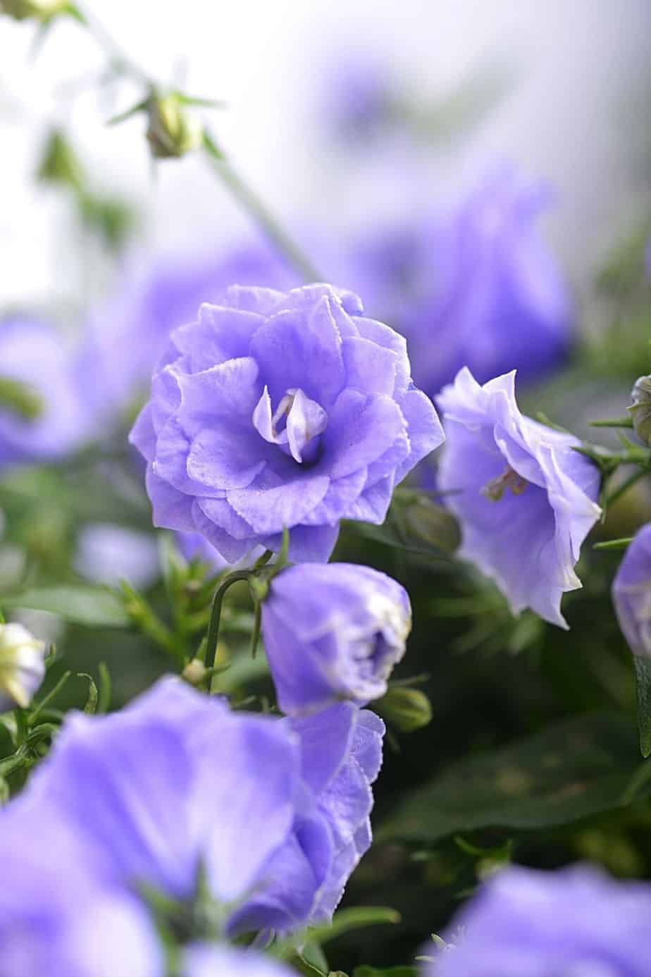 Known for its cup-shaped flowers looking like tiny Christmas bells, Campanula (Bellflower) will thrive in a northwest facing garden
