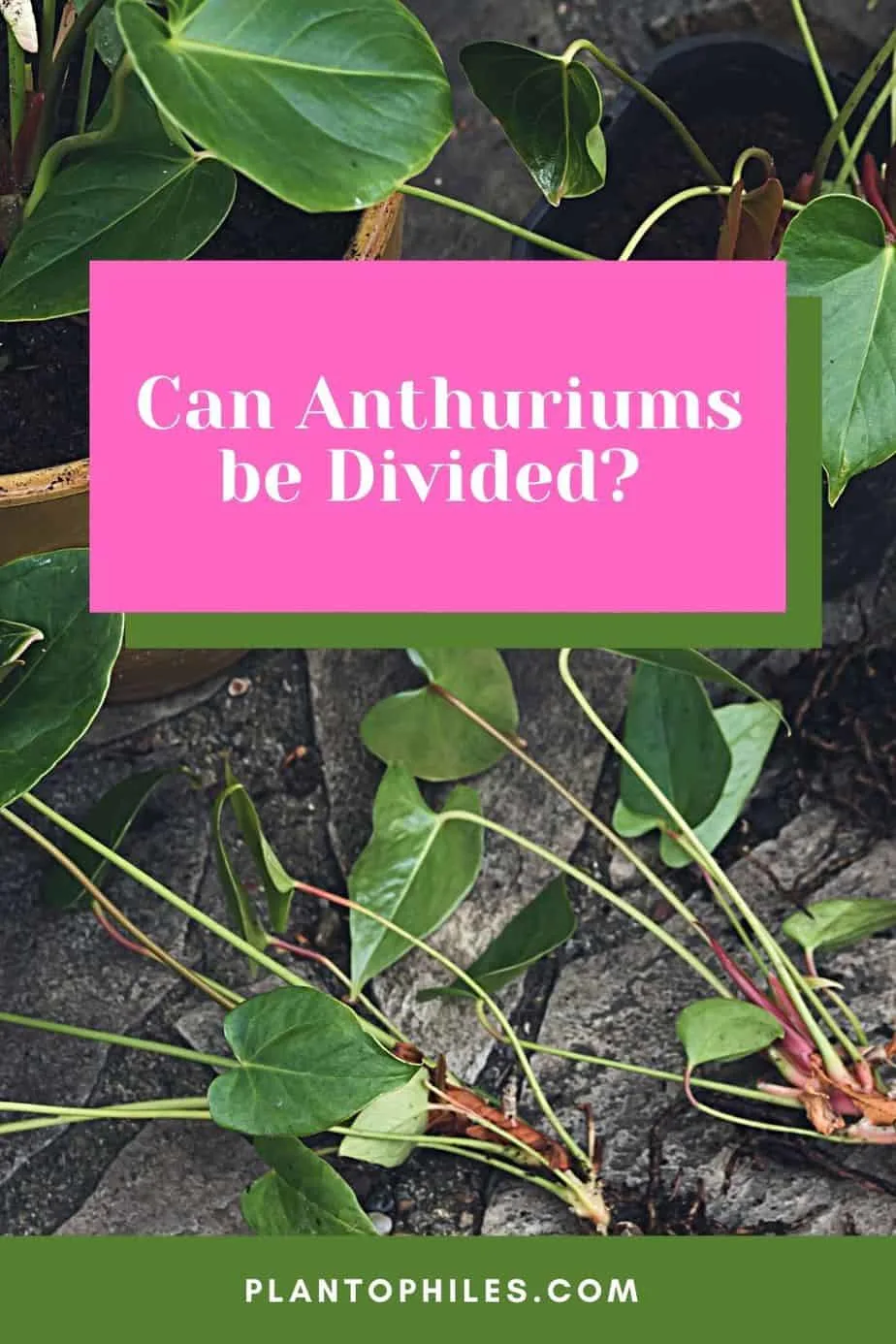 Can Anthuriums be Divided?