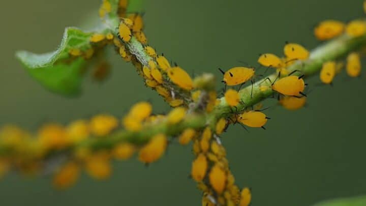 Can Aphids Live in Soil? The Answer Is…