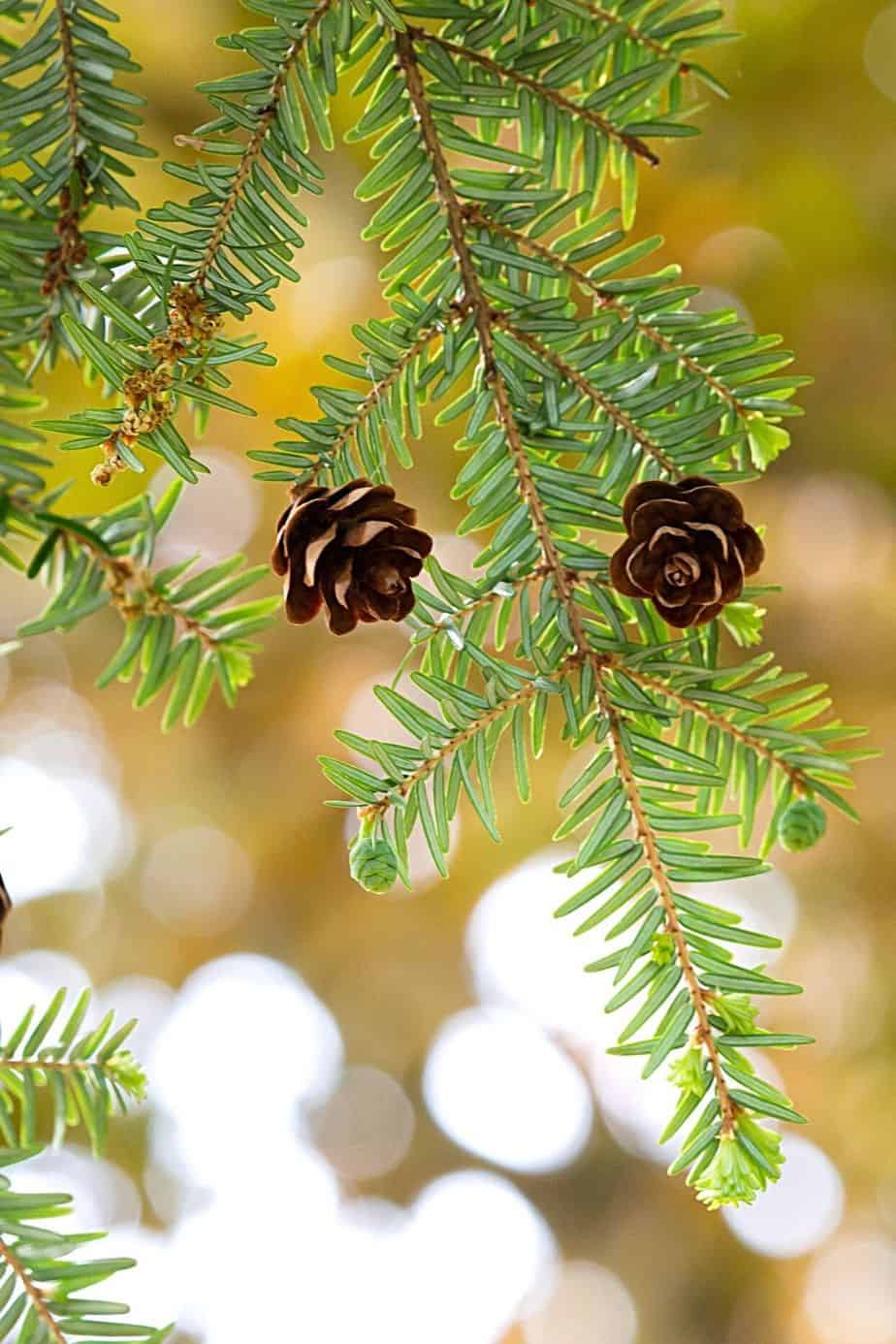 Canadian Hemlock, though a forest tree, can be grown on your north-facing balcony, making sure to prune them properly