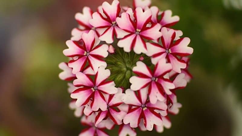 Candy Cane Verbena, with its white and red stripes, look dazzling when placed in window boxes
