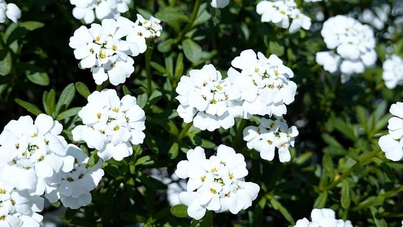The alluring white flowers of the Candytuft help attract bees to your garden