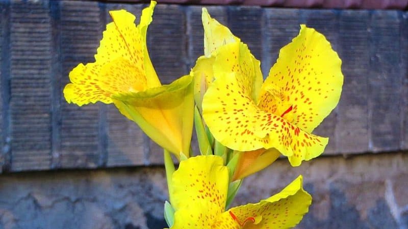 Canna Lily is your best choice to grow in window boxes if you're a tropical plant lover