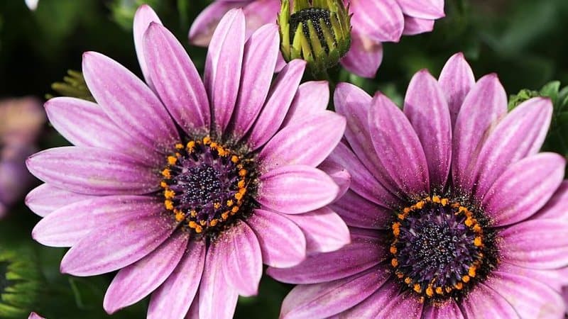 Cape Daisy is an annual flowering plant in a northern garden that's capable of attracting bees to it