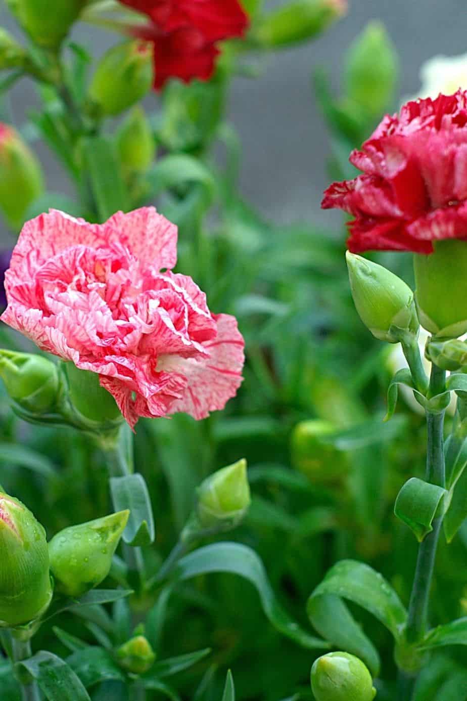 Carnation, aka Clove Pink, is another colorful plant you can add to your growing east-facing balcony collection