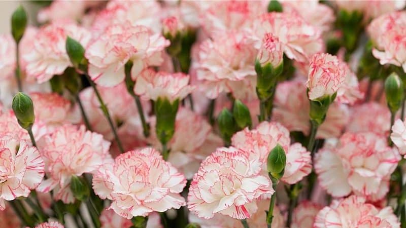 Carnations, as flowering plants, need to meet its growth requirements for it to thrive in a hydroponics system