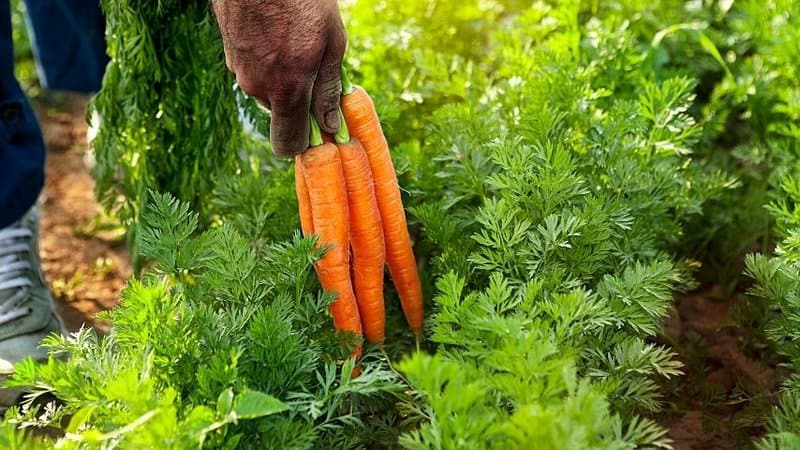 胡萝卜是一种多用途蔬菜，可以在春天的花园里种植